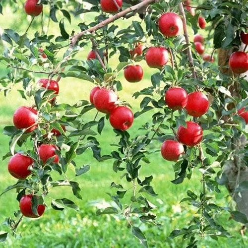 Apple Lough Tree of Wexford