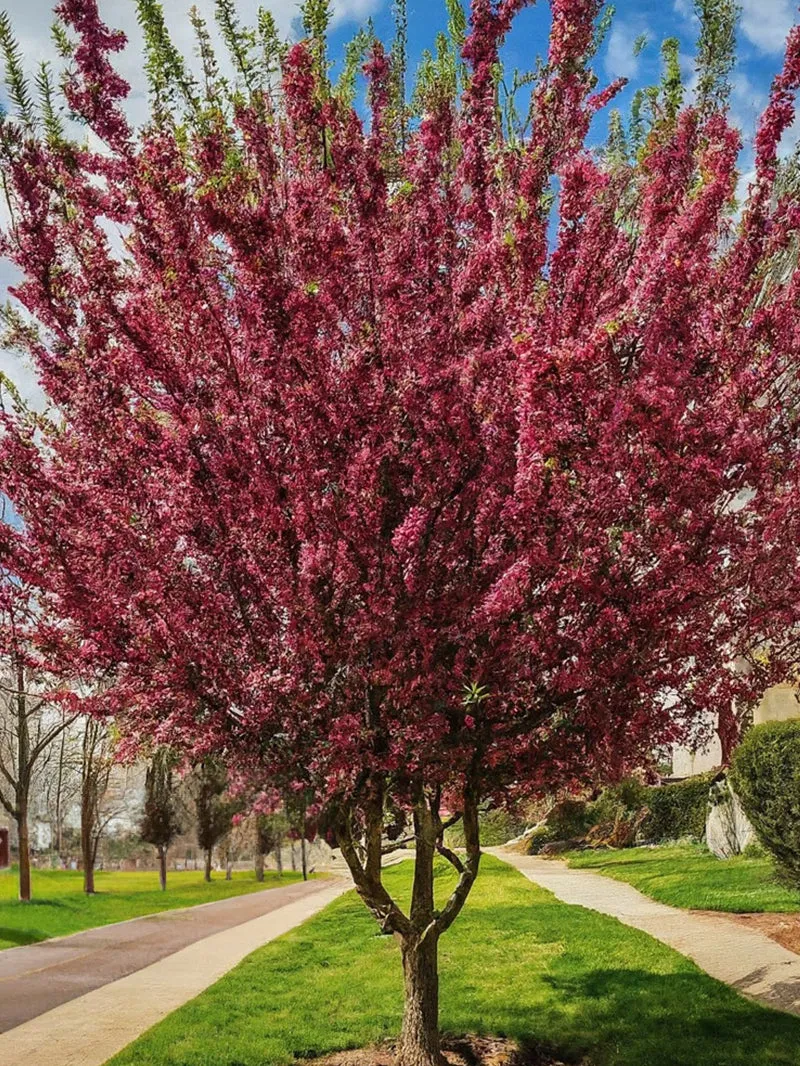 Crabapple - Robinson