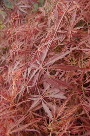 Crimson Queen Weeping Japanese Maple