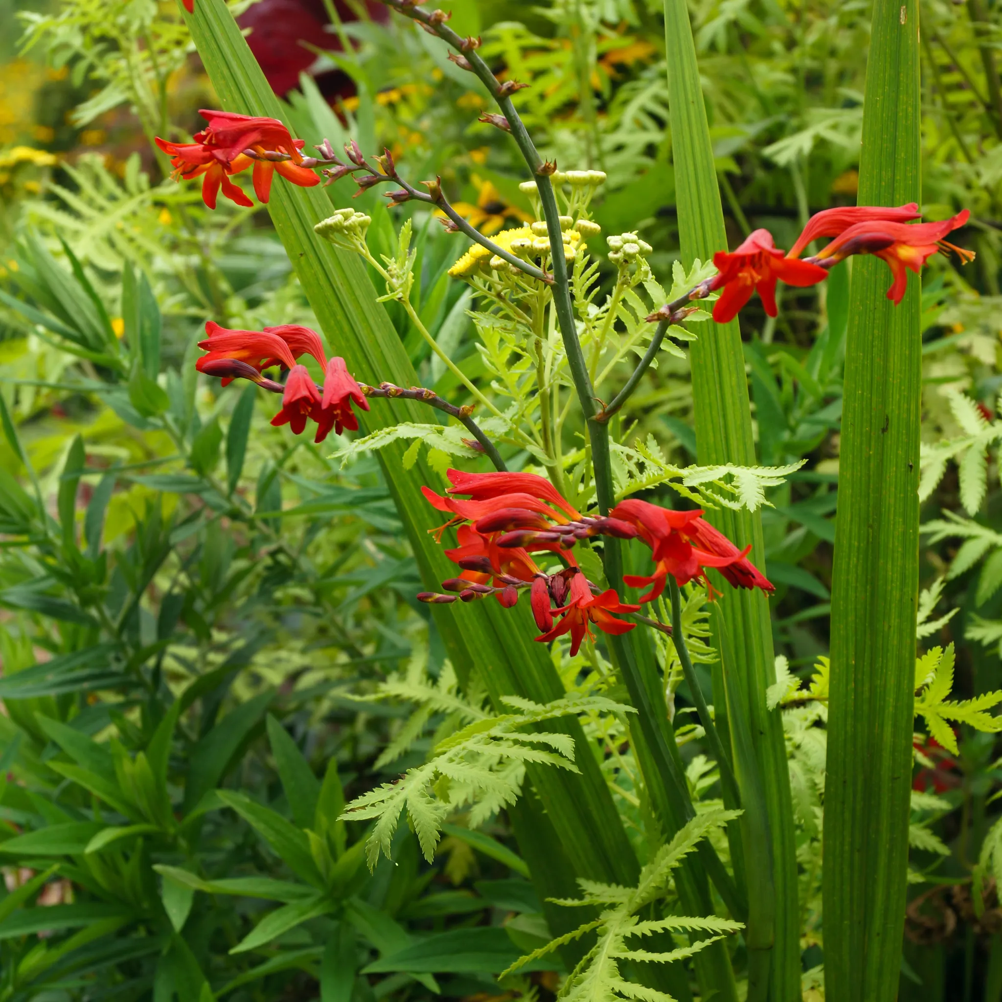 Crocosmia x crocosmiiflora 'Emberglow' 9cm/2L