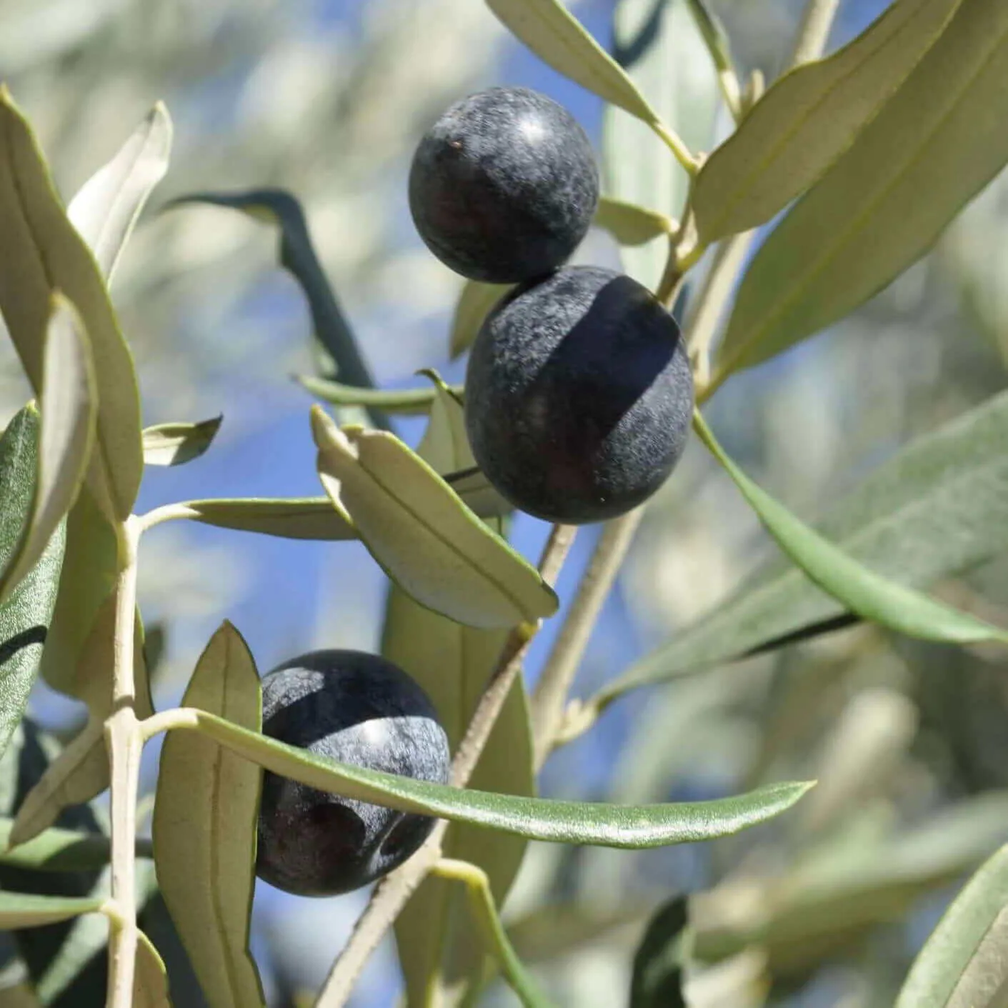 Manzanillo Olive Tree