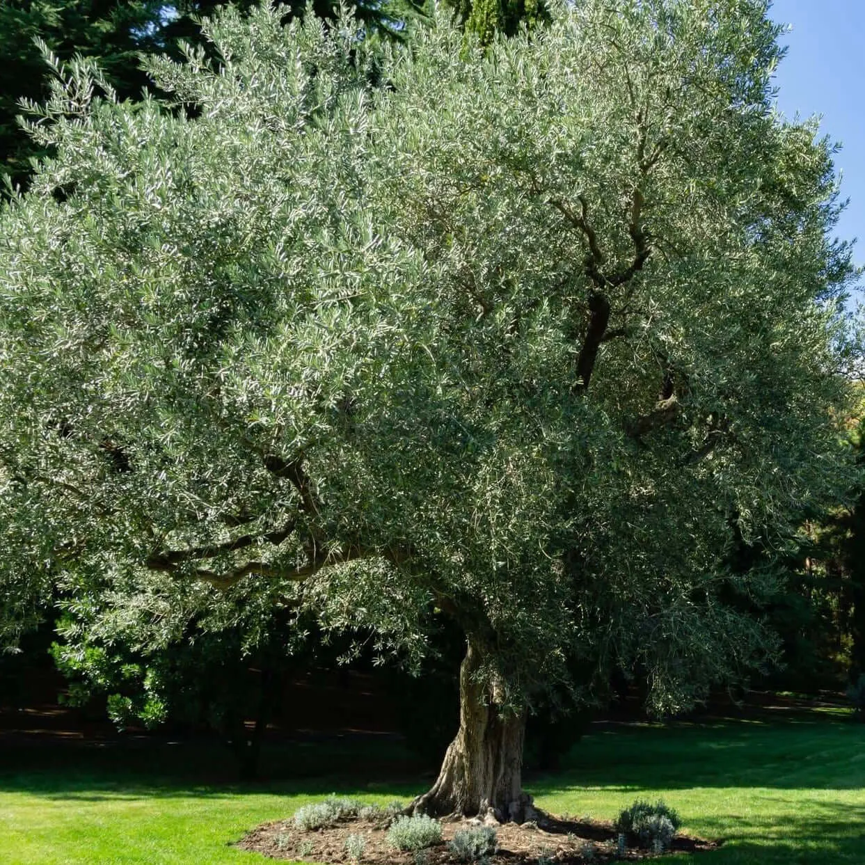 Manzanillo Olive Tree