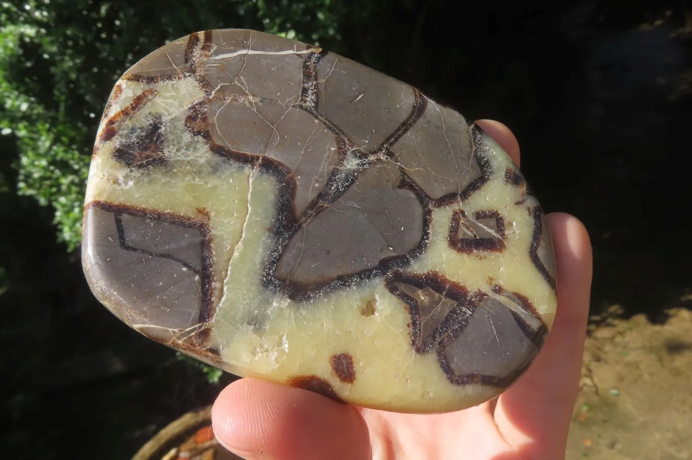 Polished Septerye Slices x 12 From Madagascar